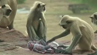 Opičia kolónia spoločne smúti (Monkey Troop Mourns the Death of Baby Together) |#BBCEarth