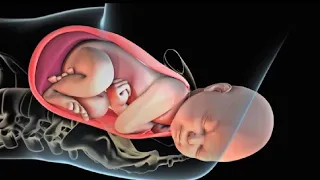 Labor and Delivery | Childbirth | Patient Education Animation: Labor and Vaginal Birth