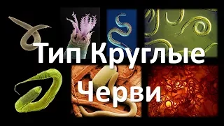 7. Круглые черви (7 класс) - биология, подготовка к ЕГЭ и ОГЭ 2018