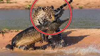 Moments When Big Cats Face Crocodiles!