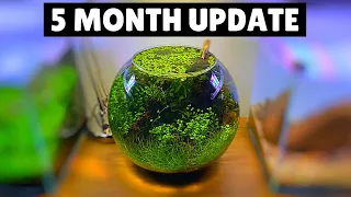 Ultra Low Tech Fish Bowl Aquascape - 5 Month Update!