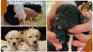 🐻Why mixed-breed dogs are better? Watch Teddy retriever puppies grow 0-9 weeks #retriever #puppies