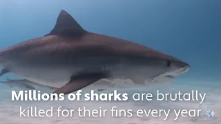 Oceana Shark video