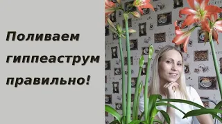 Не цветёт гиппеаструм?? Поливай правильно!