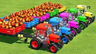 LOAD & TRANSPORT PEACHES WITH SCANIA & RIGITRAC TRACTORS   Farming Simulator 22