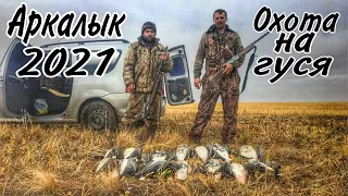 Охота на гуся в Казахстане Аркалык 2021/Две удачные утрянки!!!