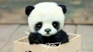 Baby Pandas | Cute and Funny Baby Panda Videos Compilation (2021)