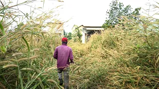 SHOCKING, overgrown grass, can't SEE the house. Helping the old man clean up the abandoned house