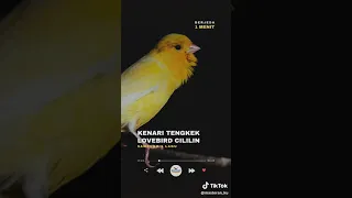 Kenari Isian Mewah cocok untuk masteran