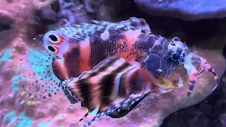 Dwarf Lionfish