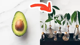 The FASTEST Way To Grow An Avocado