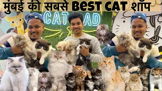 Biggest Pets Shop in Mumbai | Persian Cats | Himalayan Cats & More || pet shop in Mumbai || Cat Dad