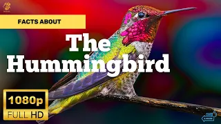 Hummingbird Facts And Info About The World's Smallest Bird Species