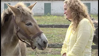 Laura Stinchfield, The Pet Psychic ®, talks with Jenny the Rescued Mule