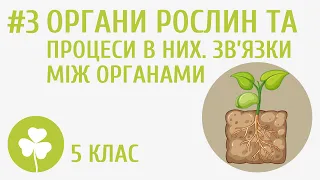 Органи рослин та процеси у них. Зв’язки між органами #3