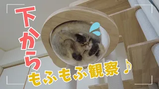 子猫をキャットタワーの下から観察！モフモフ肉球がかわいい！[猫動画]