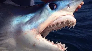 BIG MAKO SHARKS TURN UP IN OUR CHUM