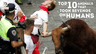 Top 10 Animals That Took REVENGE On Humans