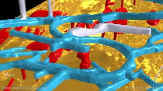 3D animation of Gwalia Mine Leonora Operations - extract for presentation (March 2019)