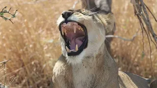 Lioness yawn, Chobe National Park Botswana