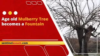 Age old mulberry tree becomes a fountain