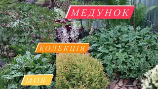 МЕДУНКИ •Моя Колекція•