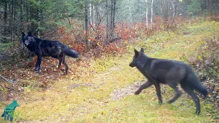 Almost entirely black wolf pack in northern Minnesota