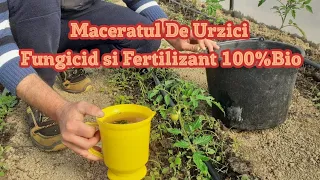 Maceration of Nettles Fights Fungal Diseases and 100% Bio Fertilizer How to Prepare