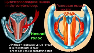 Как работают голосовые связки. Как в гортани рождается звук, низкие и высокие ноты