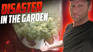 Absolute Disaster in The Garden (watch this to find out what not to do)