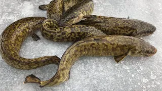 Burbot, Eelpout, Lawyer --- Catch, Clean, Cook, Eat!!!