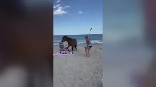 Woman Kicked By Wild Assateague Horse After She Hits The Horse With Shovel