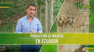 Caracteristicas de la Produccion de Madera en Ecuador Wood Production-TvAgro por Juan Gonzalo Angel