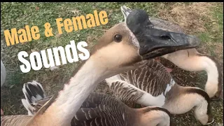 African Geese: Sounds between a male & female