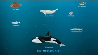 Journey to the bottom of the sea | Exploring the ocean depths