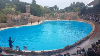 Dolphins show - Loro Parque - Tenerife (Part 2)