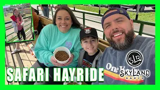 Safari Hayride at Skyland Ranch | feeding Texas longhorns and more in Pigeon Forge