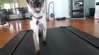 Janet Loper - My 7 month old Seal Point Siamese First Treadmill Challenge