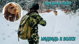 Три дня охоты в тайге по первому снегу - медведь и волк