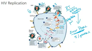 The HIV Viral Replication Cycle