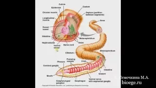 Биология в картинках: Строение дождевого червя (Вып. 5)