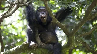 Chimps Team Up to Hunt Monkeys | BBC Earth