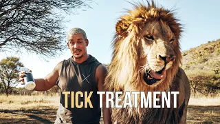 Tick Treatment for the Lions - Dean Schneider