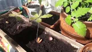 Как правильно выращивать дуб из желудя