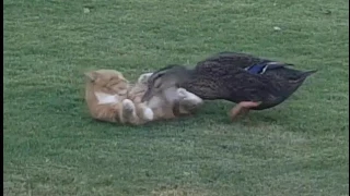 Duck attacking cat!