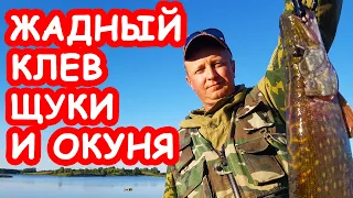 Жадный клев щуки и окуня. Простая рыбалка на колебалки