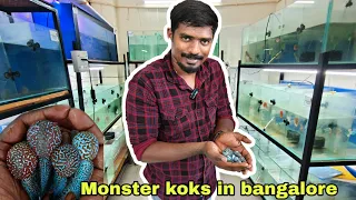 Finest flowerhorn store in bangalore | zion hornfactory | தமிழ்