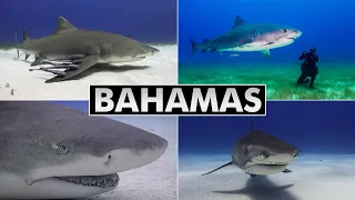 Diving Bahamas: Tiger Beach & Bimini (shark diving)