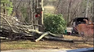 A day with the Pk110 Treemek grapple saw