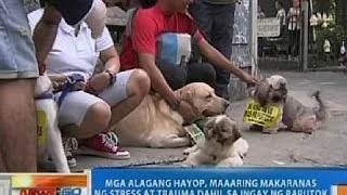 NTG: Mga alagang hayop, maaaring makaranas ng stress at trauma dahil sa ingay ng paputok